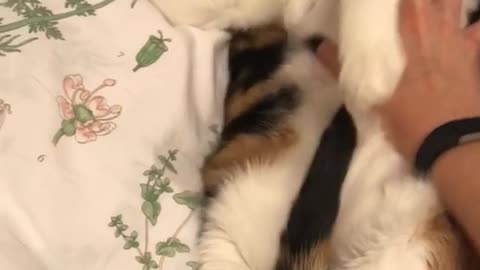 Tan cat getting a belly shake on bed