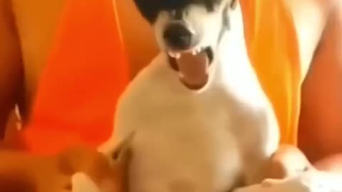 Funny dog #funny video