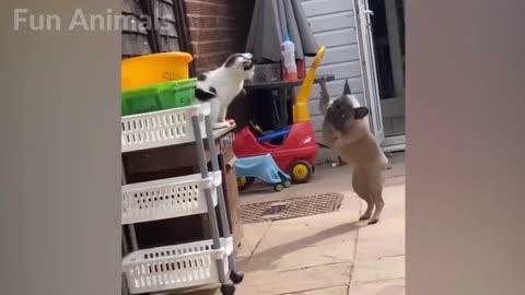 Funny animals, Funny cats and Dogs PART-01 🤣 😂 🤣