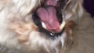 White dog licks mouth after eating peanut butter