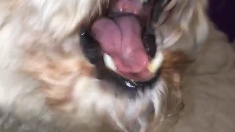 White dog licks mouth after eating peanut butter