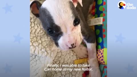 2-Pound Puppy Grows Up To Be A Meatball | The Dodo Pittie Nation