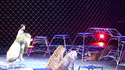 Ringling Brother's Big Cats (Tigers and Lions) show