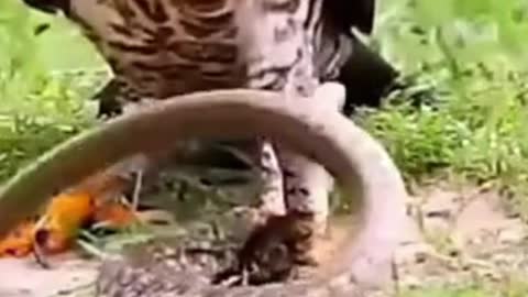 Eagle Caught The Snake | Birds