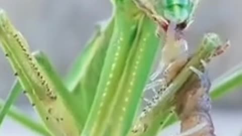 Do you see the mantis eating like this