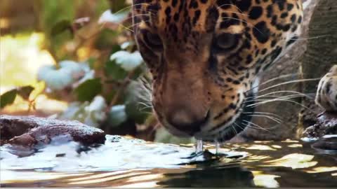 Amazing footage of a leopard drinking water