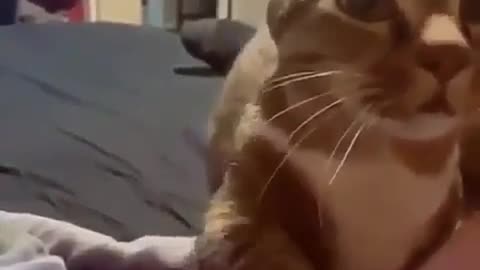 Cute cat asking to pet her | Cute & Funny cat video 2021