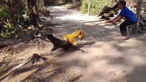 fake funny tiger video