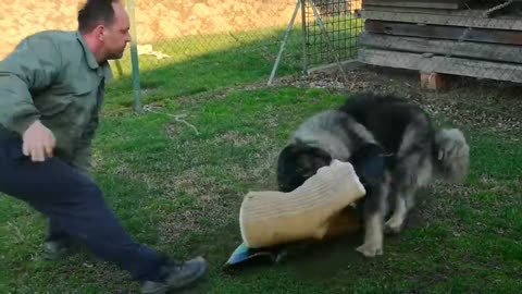 Baikal caucasian shepherd charachter test