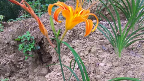 金針花苗 開花了 Orange daylily