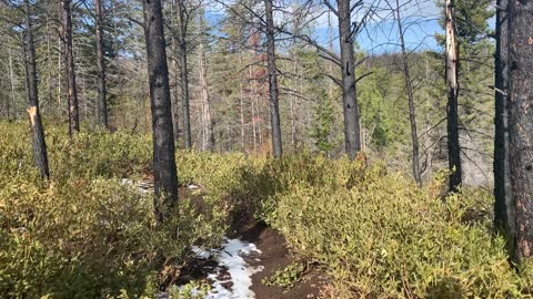 Hiking Through Burnout Connector Section of Whychus Creek Trail – Central Oregon