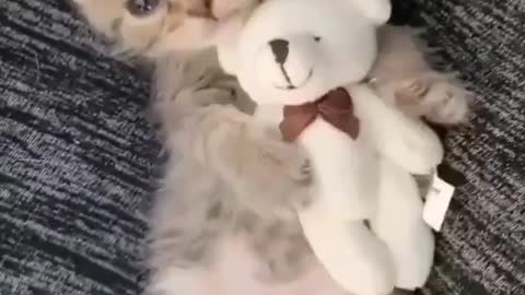 Cute cat playing with little teddy bear in sofas