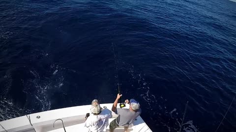 White Marlin 001