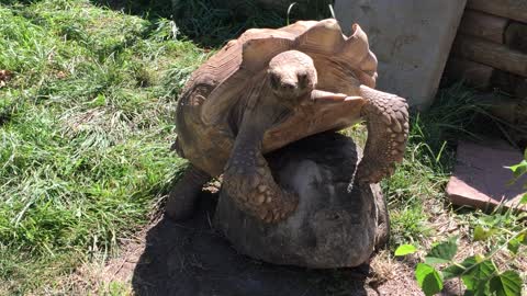 Tortoise Makes Love To A Rock