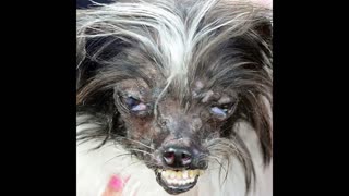The Ugliest Dogs in Rumble