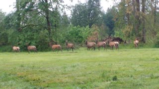 A herd of elk running thru my yard. Love nature
