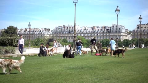 Dogs on the grass running play near the Palace of the Tuileries in Paris