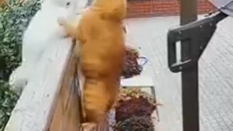Funny cats fight on wall