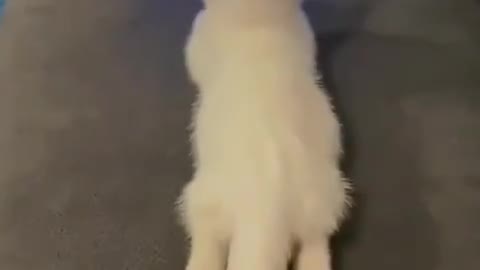 Cat like watching Video