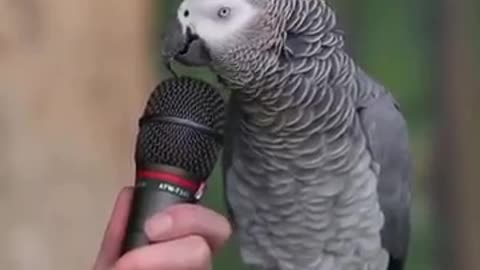 Einstein Parrot Talking Amazing