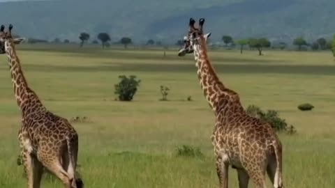 Giraffes are the tallest animal in the planet