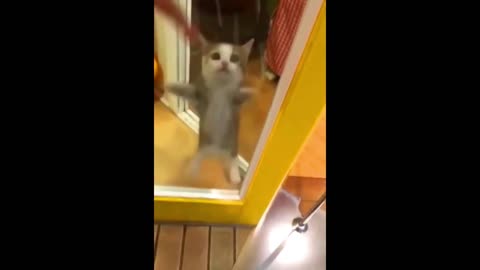 Cat Dancing Outside Of The Door Funny