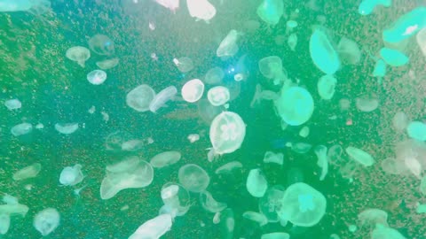 Jellyfish that live in aquarium swim.
