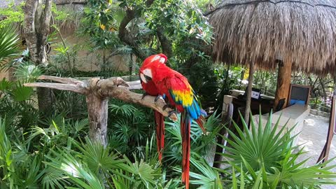 Maxico Cancun's parrots are so lovely.