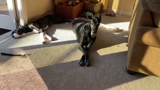 Sleepy Great Dane & Puppy Enjoy A Nap In The Florida Sunshine