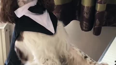 dog wearing elegant costume while playing piano