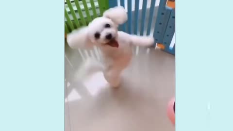 DOG Funny video Dance