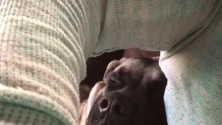 Sleeping pup exhibits impressively loud snore