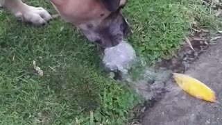 Funny dog and sprinkler