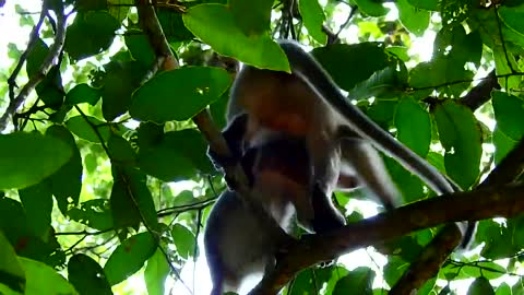 A monkey Mating Amazing Videos