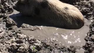 Happy pig takes relaxing mud bath