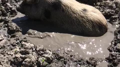 Happy pig takes relaxing mud bath