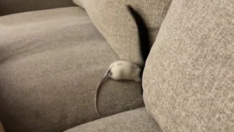 Cat and Rat Friends Play Happily on Couch