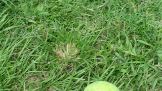 Doggo Grabs Ball at Light Speed