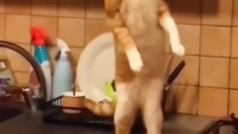 funniest-cats-videos-compilation-best-of-2023-try-not-to-laugh-animals-cat-pets