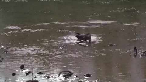 Duck swim around the lake