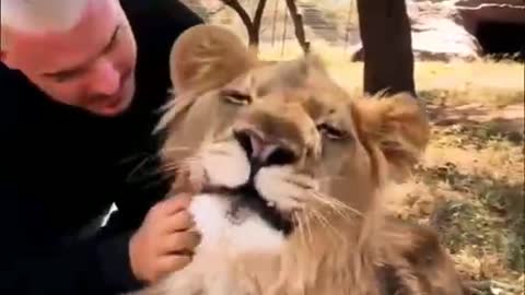 Kiss a lion