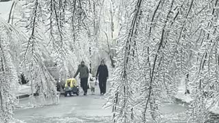 Frozen Trees Create Winter Wonderland