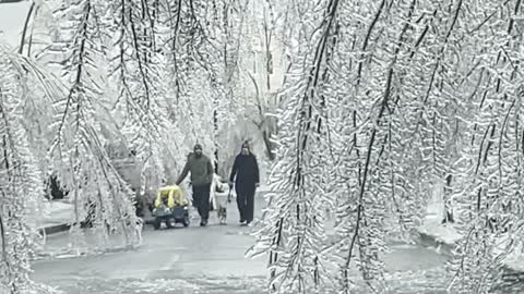 Frozen Trees Create Winter Wonderland