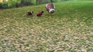 Kickoff Time With Boston Terriers