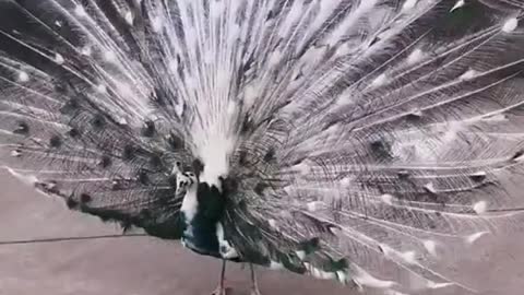 A peacock spread out its feathers, what a beautiful sight