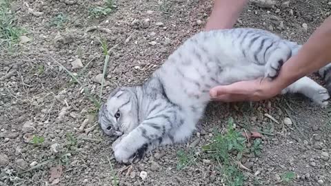 Stubborn Kitty Refuses To Go Back Inside