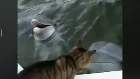 Love Between Dolphin And Cat