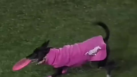 World record for longest catch at a sporting event and it’s by a dog!