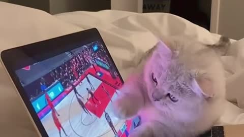 Basketball fan kitten