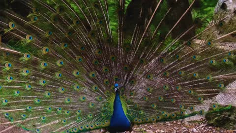 Peacock dancning ##Colourful Bird